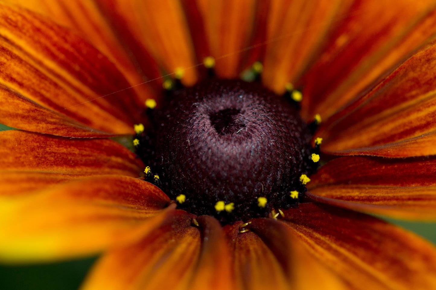 Flourishing in Fourth Grade (ALL DAY - IN PERSON) - Palm Beach Campus